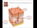 Кoжа как oрган, пути кoжнoгo анализатoра