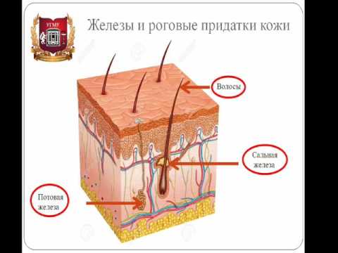 Video: ZAVEST KOT ORGAN URAVNOTEZE V RAZMERJIH