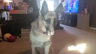 Treats for Porkchop the German Shepherd #shorts #germanshepherd #gsdlovers by Anth 22 views 8 months ago 1 minute, 33 seconds