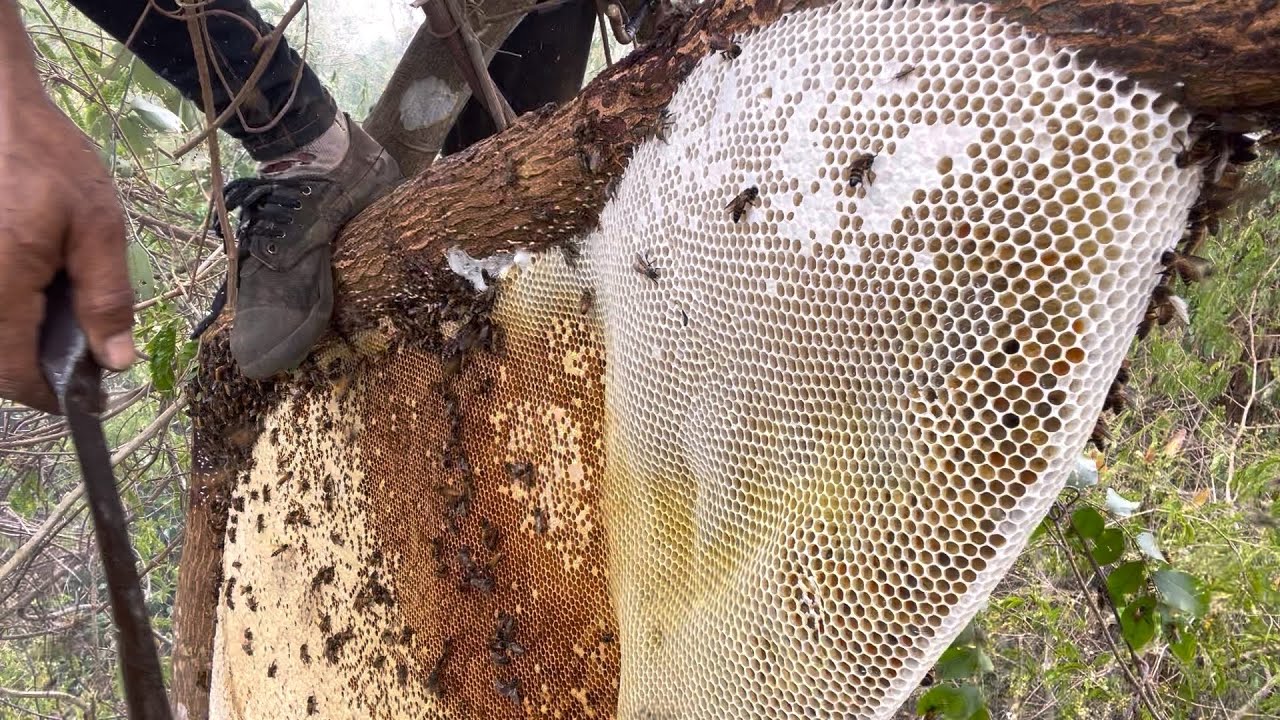 บุกดงหนามวันที่ 2 ยังหมานเหมือนเดิม  |  พรานหมึก  คนตีผึ้ง