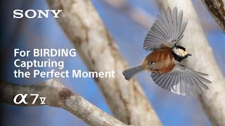 Alpha 7 V For Birding Capturing The Perfect Moment Sony Α