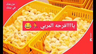 يافرحه قلبي أيوه كدا هو دا الكلام ? إنهيار إجباري لاسعار الكتاكيت ونزول العلف و إرتفاع الفراخ البيضه