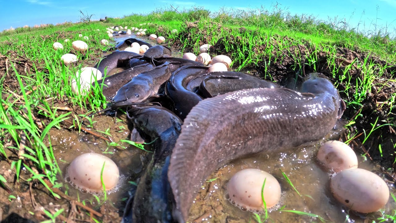 WOW amazing fishing, catch a lot of fish in water and pick duck eggs in rice field