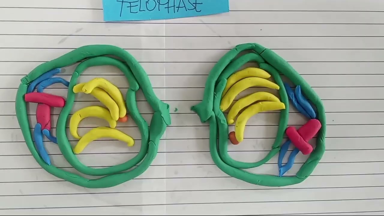 General Biology Project: Stop Motion Animation (Mitosis and Meiosis)