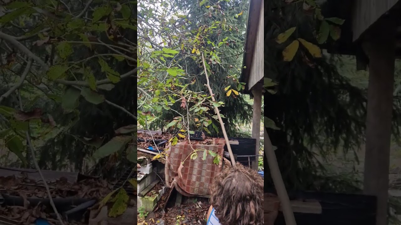 Harvested Whole Nuts, before the squirrels come😁