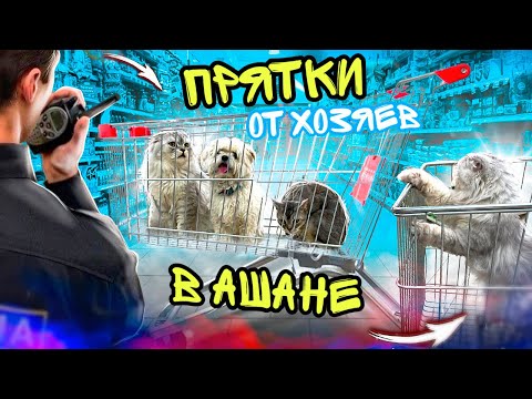 ПРЯТКИ В АШАНЕ С КОТАМИ И СОБАКОЙ