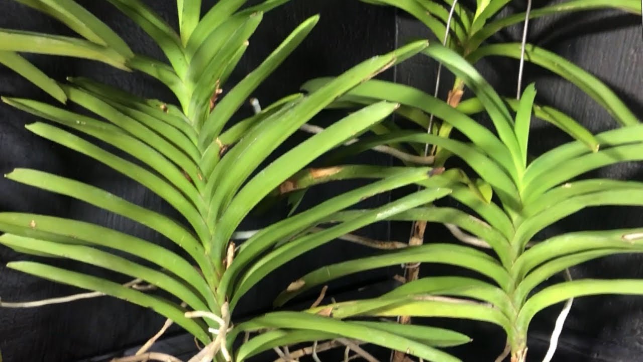 Cómo regar y fertilizar Orquídeas vanda en interior en tiempos de invierno