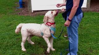 Discovering Your Own Backyard: Dog Training Classes