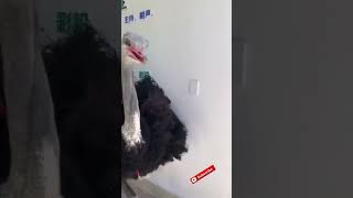 A Chinese Girl Rides An Ostrich To School.