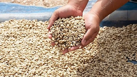 Como se beneficia o café?