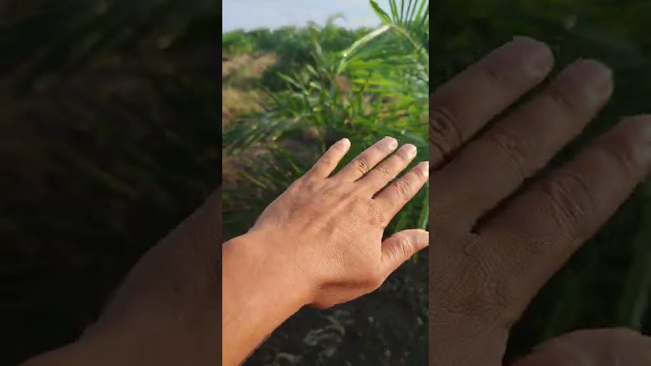 cara menentukan jarak tanam dan arah mata angin