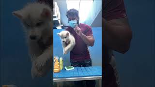 How to clear ticks & fleas in budget #husky #siberianhusky #puppy #trending #tamil #chennai #doglife