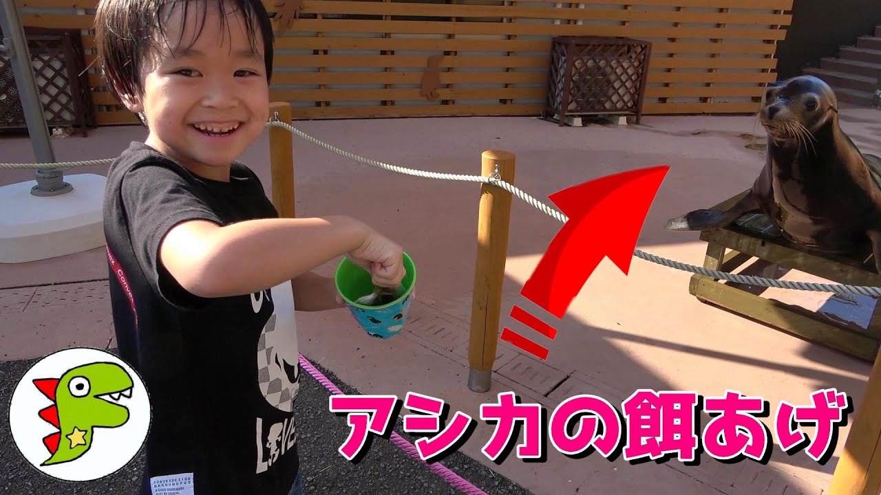 おでかけ 和歌山 アドベンチャーワールド アシカさんにエサをあげたよ！ トイキッズ