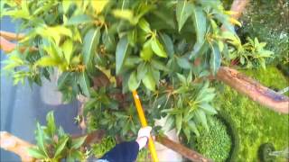 Victorian Street Tree Pruning Methodology