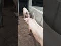 Super Clean Sows #farming #pig #nature #pork