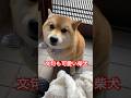 あー文句まで癒しな子笑。　#柴犬 #cute #柴犬のいる暮らし #癒し #かわいい犬 #shibainu #しばいぬ #dog #心亜