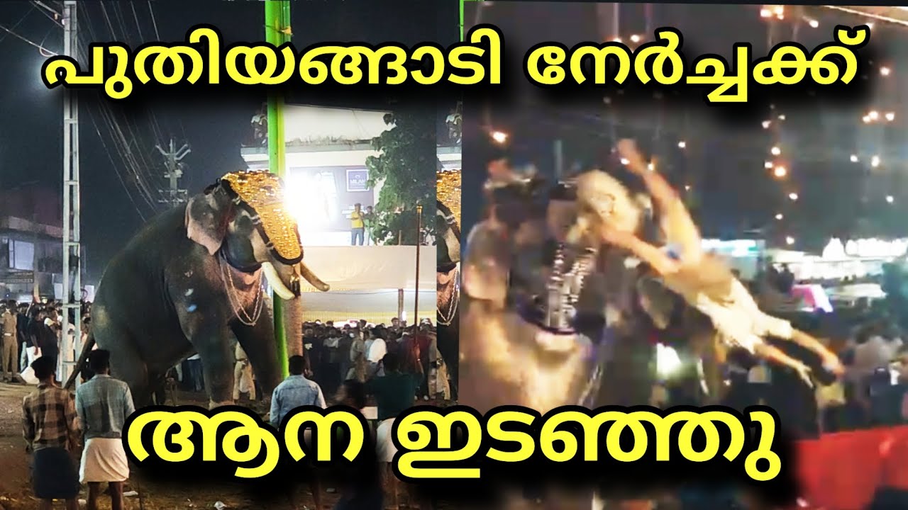 തീരുർ പുതിയങ്ങാടി നേർച്ചക്ക് ആന ഇടഞ്ഞു 🥲 Puthiyangadi Nercha 2025 / Kallingal Nercha / Tirur
