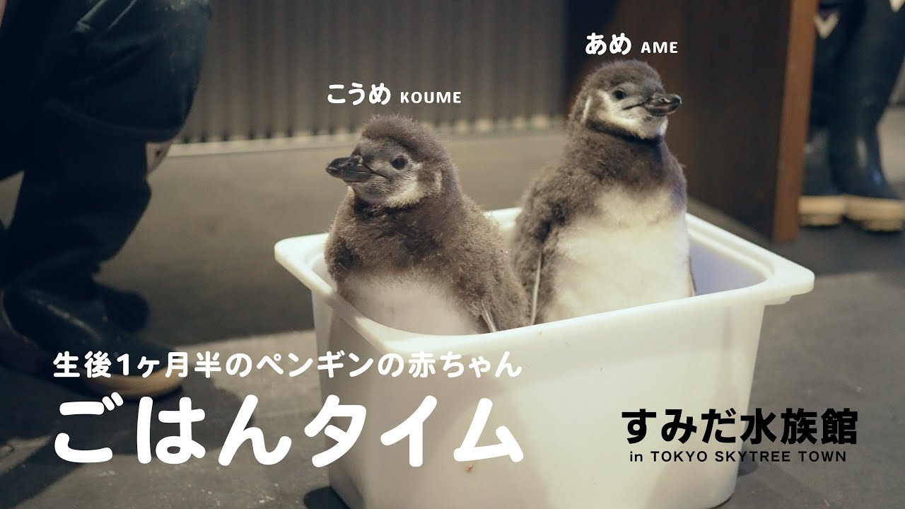 【すみだ水族館】ペンギンの赤ちゃんのごはんタイム（こうめ&あめ）※うんちもします。