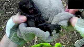 Rescuing 2 baby flyingfoxes:   Pianissimo & Bin Chicken