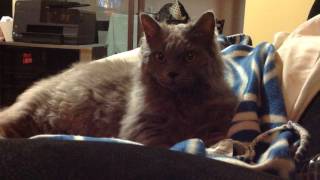 Selkirk Rex cat, 'Regan' Kneading His Blanket. - Kimmaaay's Cat by Selkirk Rex Regan - Kimmaaay's Cat 6 views 7 years ago 36 seconds