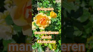 Erfolgreich manifestieren durch Akzeptanz