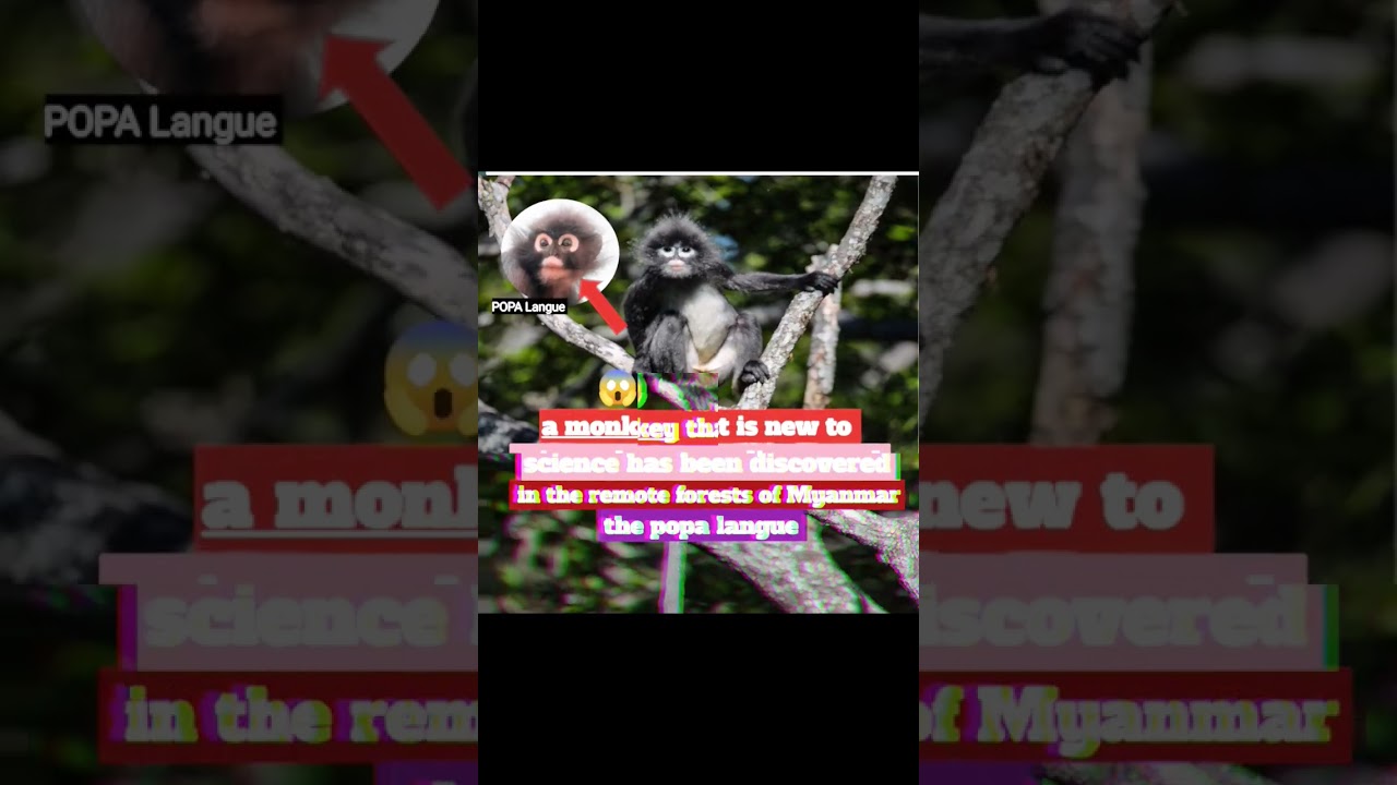 Popa langue New monkey discover 😱| science 🧪| 