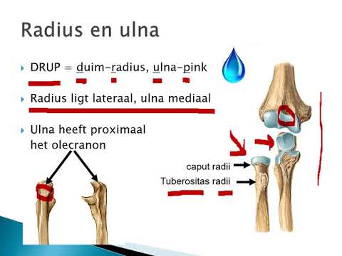 Video: Anatomie, Functie En Diagram Van De Rechter Ovariumader - Lichaamskaarten