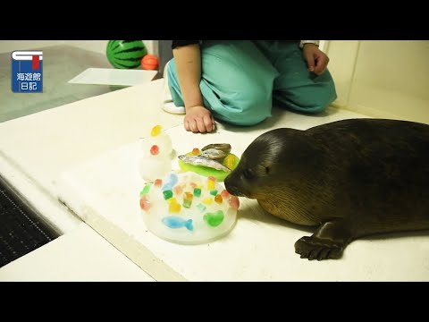 【海遊館】アラレ仔の100日祝いに氷をプレゼントしてみた