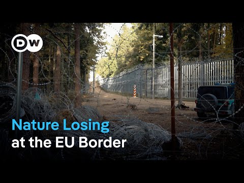 Poland's EU border: A threat to nature and people | DW News
