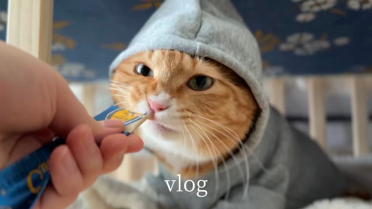 Vlog) 집사 브이로그ㅣ테무 언박싱📦ㅣ오트밀 그릭요거트 만들기ㅣ자기계발ㅣ반려용품 리뷰