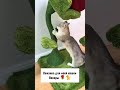 Кошачья башня из сизаля 🅰️ Артикул АлиЭкспресс: ALI1696019885