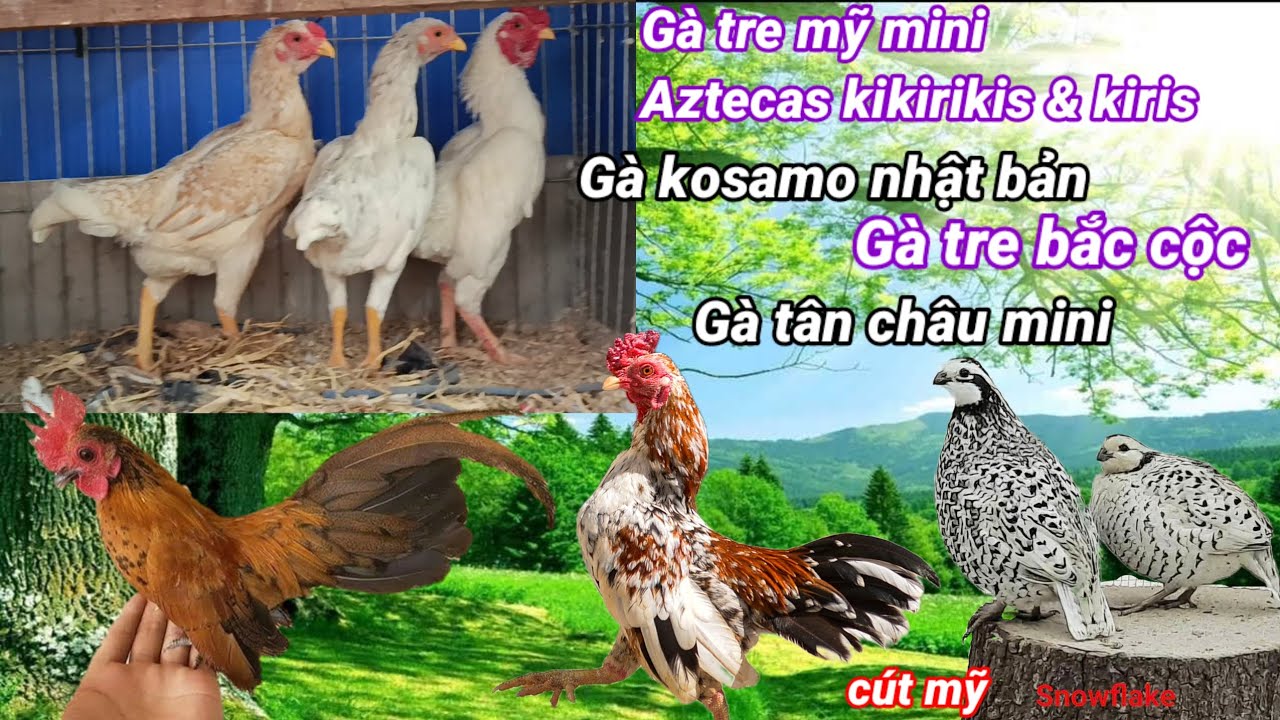 Gà tre mỹ mini, gà tre bắc cộc, gà nhật bản, gà tân châu mini, mời anh em đam mê kết nối