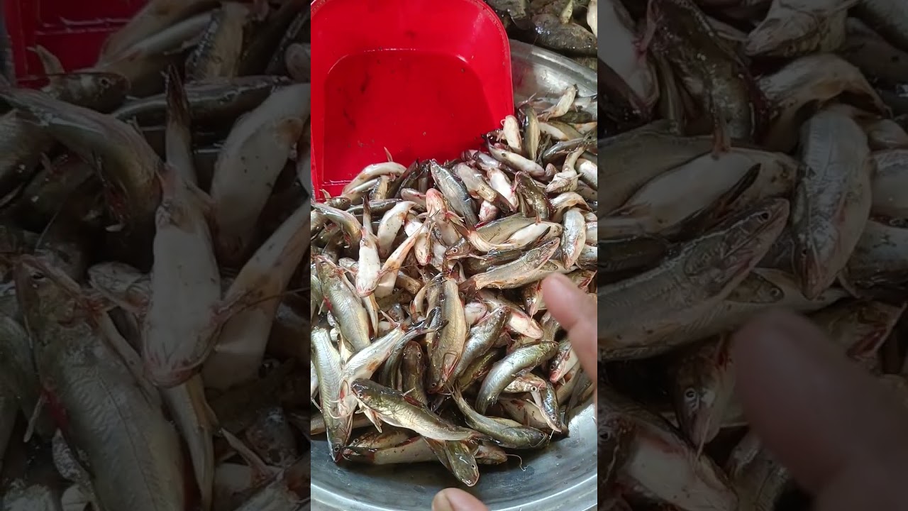 তারাইল বাজার সাবস্ক্রাইব করুন। Robin vlogs 