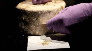 Instructions for Sampling Natural Cheese Rind for Dutton Lab