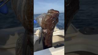 First Lingcod of 2026 #pugetsound  #lingcod #jigging #bottomfishing #pnw #fishing