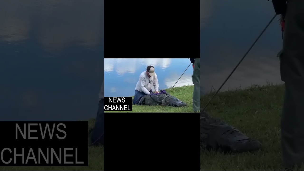 Pet Alligator Attacks And Kills Woman In Florida 