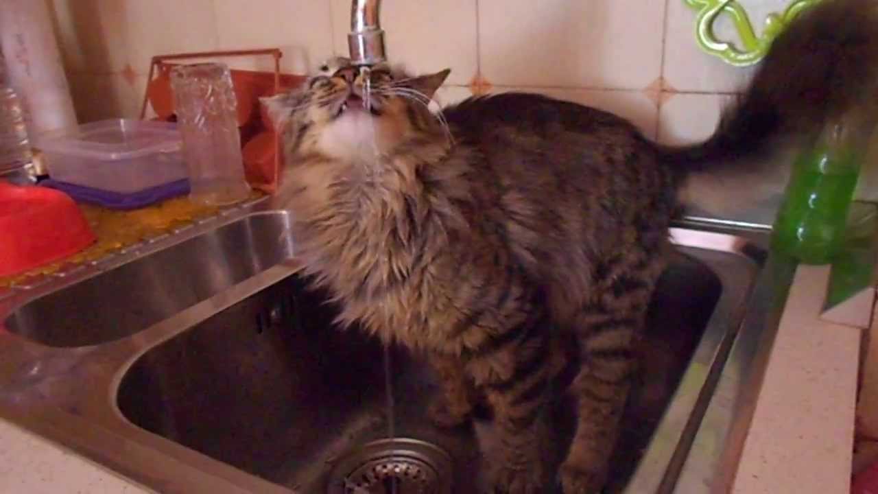 Gatto Simpatico Norvegese Delle Foreste Gioca Con Acqua Youtube