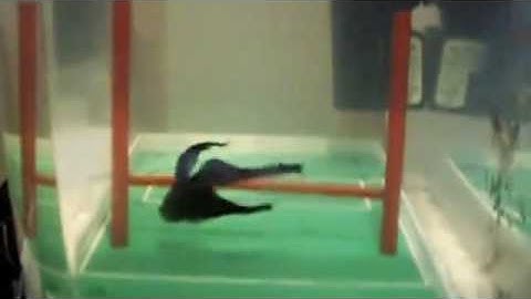 R2 Fish School Kit - Betta Fish