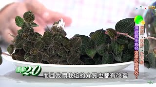 頂級養生食材 台灣金線連這樣吃最有效 健康2.0 20160319 (3/4)