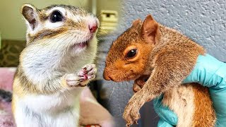 Squirrel Returns to Thank Woman Who Saved Its Life, and Her Reaction Is Priceless