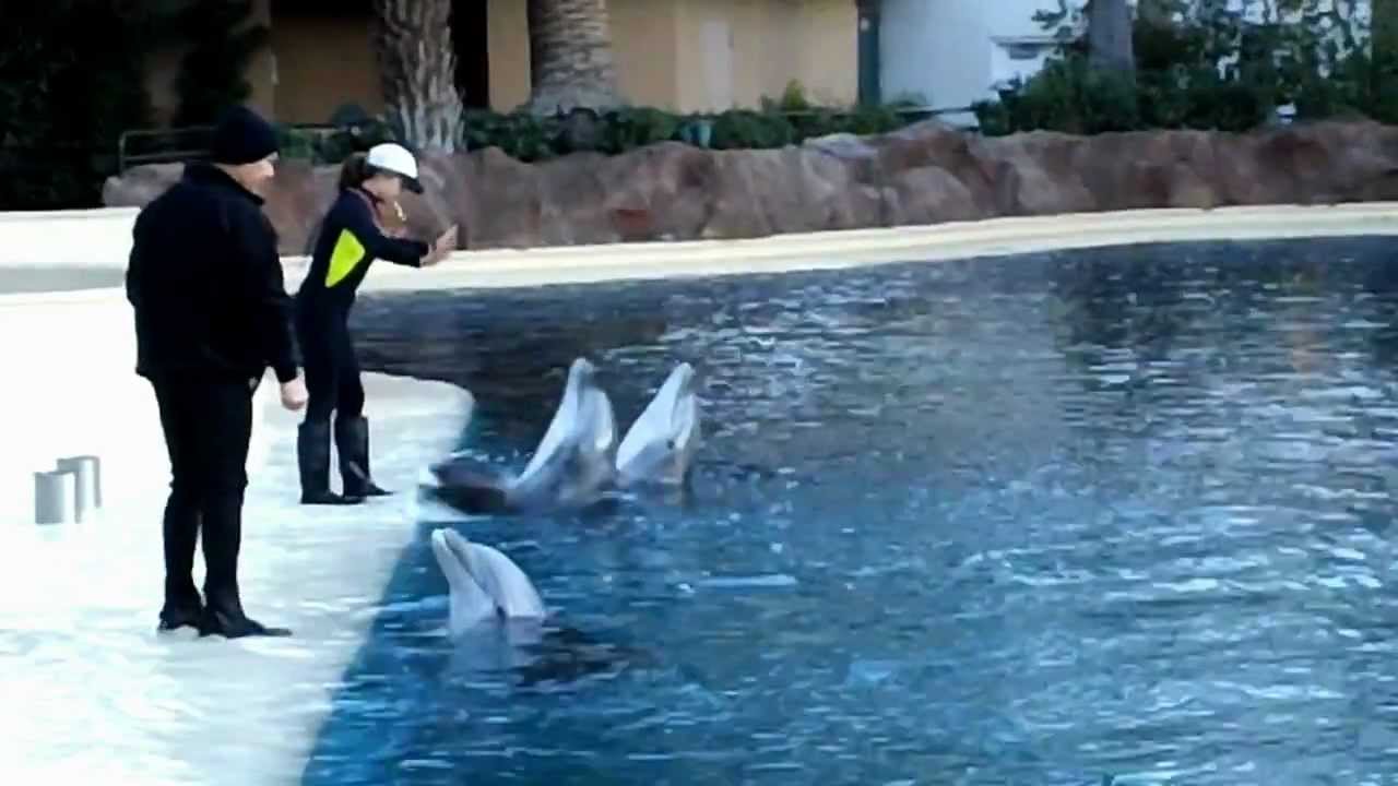 Dolphins leaving Las Vegas Strip's Mirage resort, returning to SeaWorld San  Diego