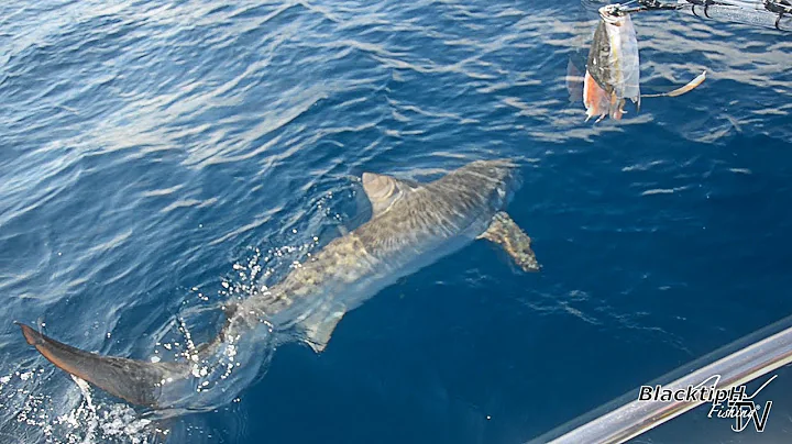 Huge Tiger Shark Caught while Drift Fishing