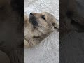 cute puppy #puppy  #dog #shorts