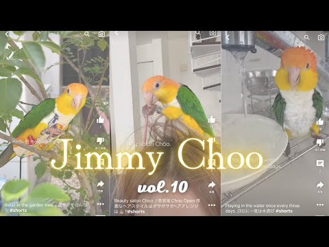white bellied caique Jimmy & Choo vol.10/ シロハラインコ ジミー & チュー vol.10