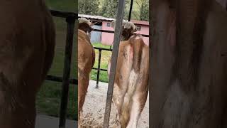 Taşköprü Hayvan Pazarı’nda ŞOK Fiyatlar! Kurbanlıklar Kaç TL#kastamonu #taşköprü #cow
