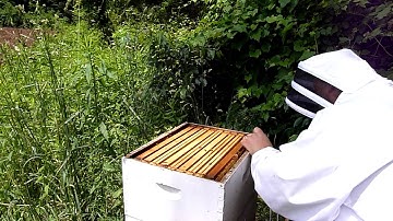 Hive Inspection - Hive in what appears to be a post swarm state