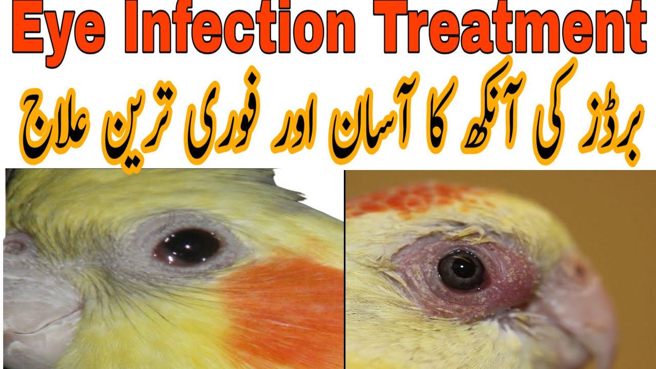 Eyes Infection Treatment Birds Ki Ankh Ka Ilaj Urdu/Hindi Multan