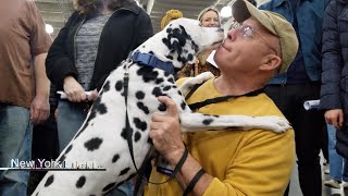 AKC American Kennel Club Meet The Breeds 2024 NYC January 27 2024