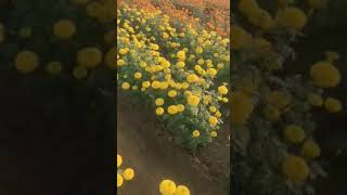 marigold farming marigold flowers yellow orange