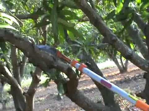 tree branch cutter tree clipart chain saw mango teak tree branch pruner manual stihl youtube tree branch cutter tree clipart chain saw mango teak tree branch pruner manual stihl youtube